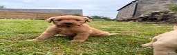 Labradoodle dogs for sale: Labradoodle puppies  in Banchory - Advert 3