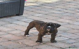 Boxer dogs for sale: Beautiful boxer puppies available  - Image 40