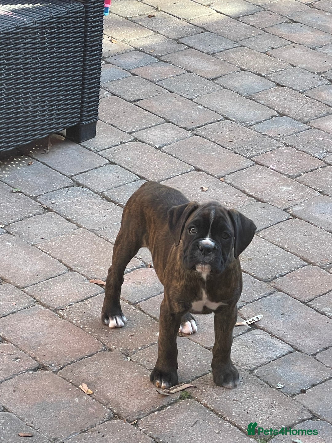 Boxer dogs for sale: Beautiful boxer puppies available  - Image 40