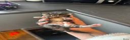 Domestic Shorthair cats for sale: 2 female kittens  in Cambridge - Advert 10