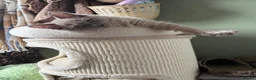 Ragdoll cats for sale: Tica Registered Mink Ragdolls - Advert 8