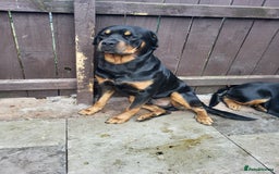 Rottweiler dogs for sale: Rottweiler puppy's 2 boys 5 girls - Image 5
