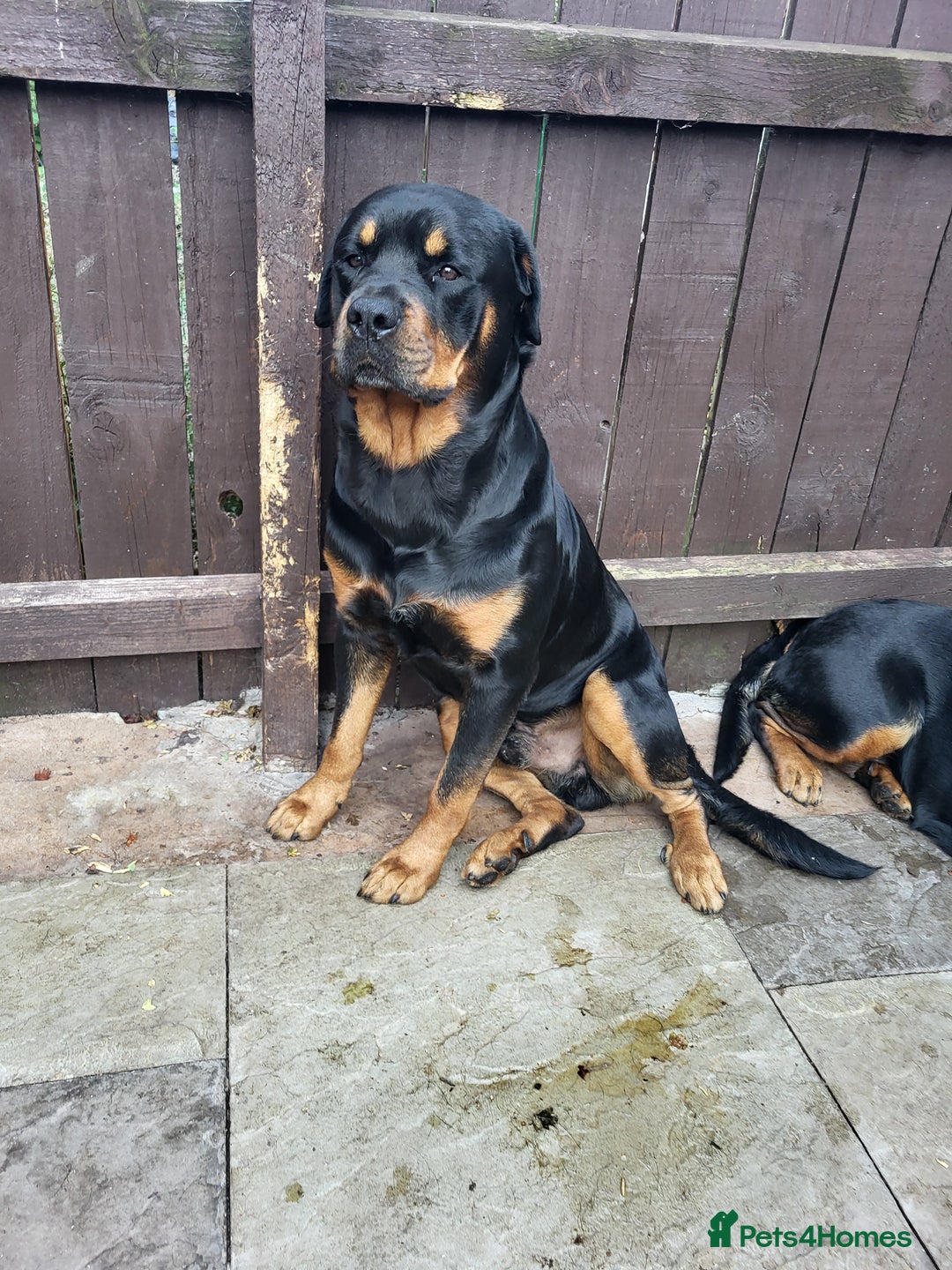 Rottweiler dogs for sale: Rottweiler puppy's 2 boys 5 girls - Image 5