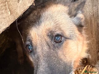 German Shepherd dogs German shepherd - Advert 4