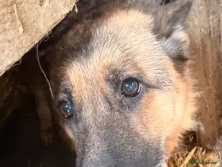 German Shepherd dogs German shepherd - Advert 9