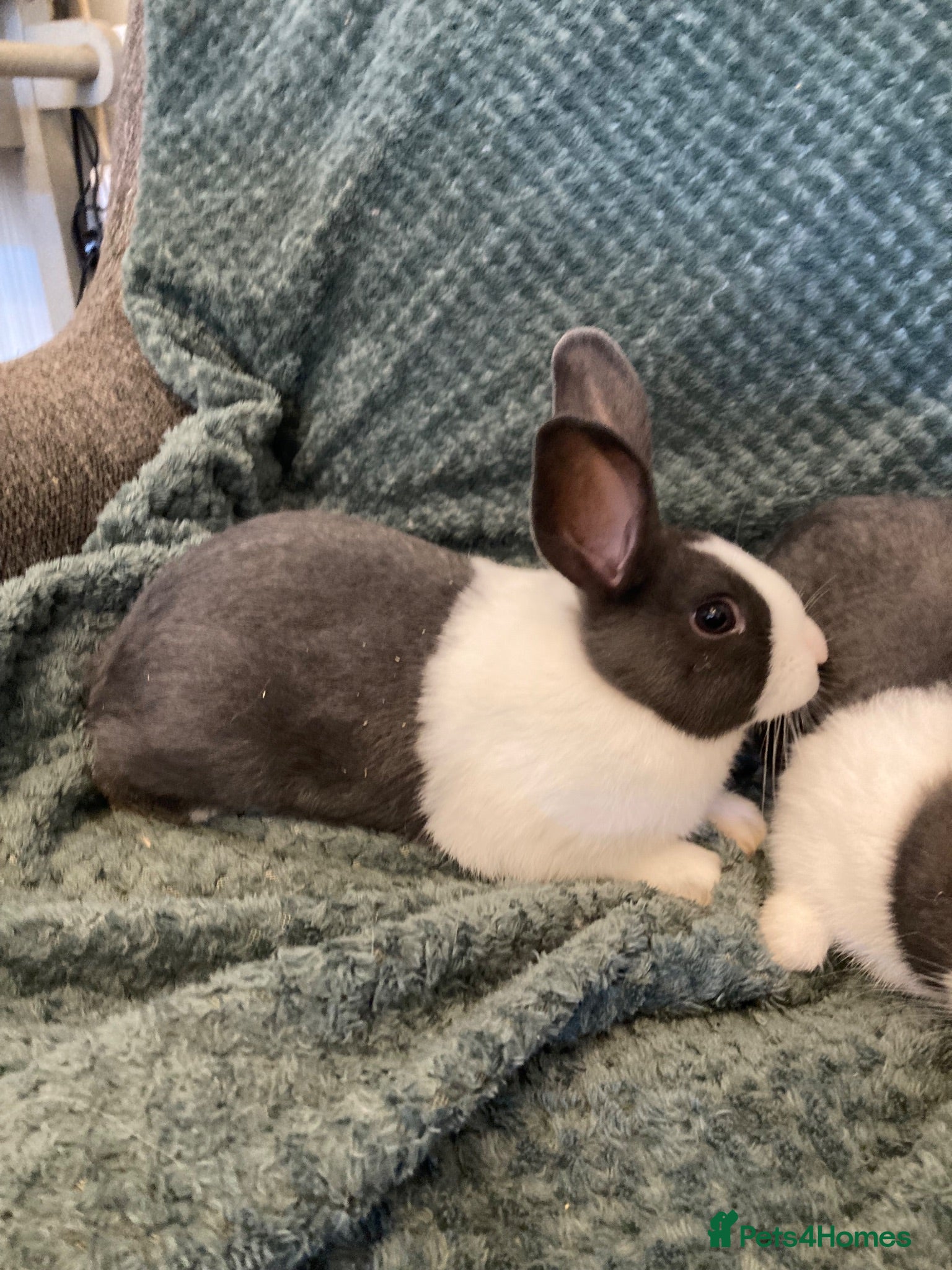 Dutch rabbits Blue Dutch  - Advert 2