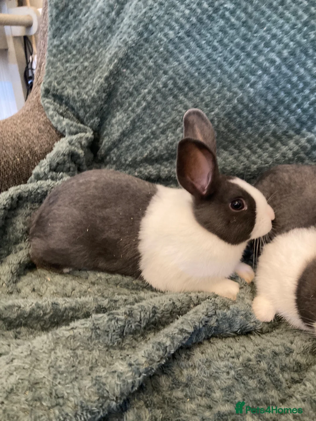 Dutch rabbits for sale: Blue Dutch  - Advert 1
