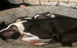 Boston Terrier dogs for sale: Boston Terrier Puppies - Image 5