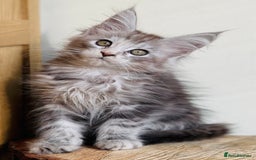 Maine Coon cats for sale: Beautiful pure bread maine coon kittens  - Image 10
