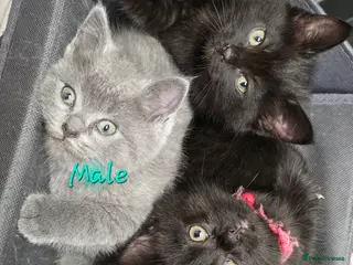 British Shorthair cats British shorthair - Advert 17