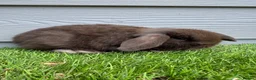 Mini Lop rabbits for sale: Minilop Male Chocolate Bunny From HoppyMiniLops  - Advert 2