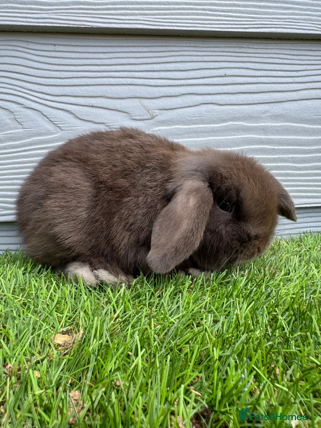 Mini Lop rabbits for sale: Minilop Male Chocolate Bunny From HoppyMiniLops  - Advert 2