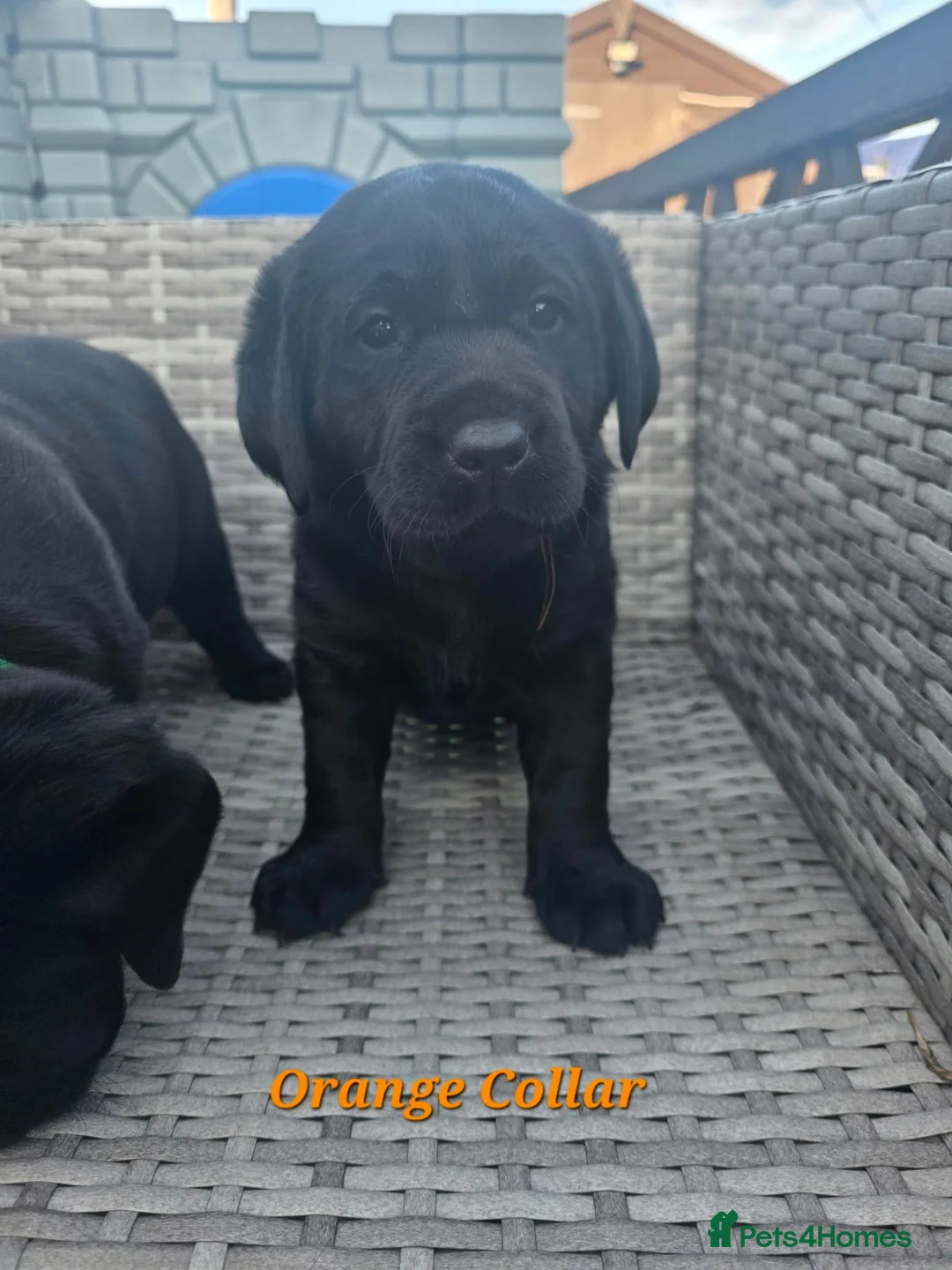 Labrador Retriever dogs for sale: Beautiful black Labrador puppies  - Advert 7