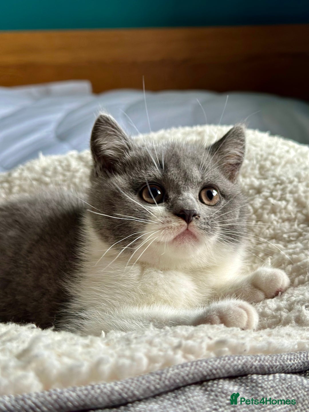 British Shorthair cats for sale: Pedigree British Shorthair Kittens - Image 29