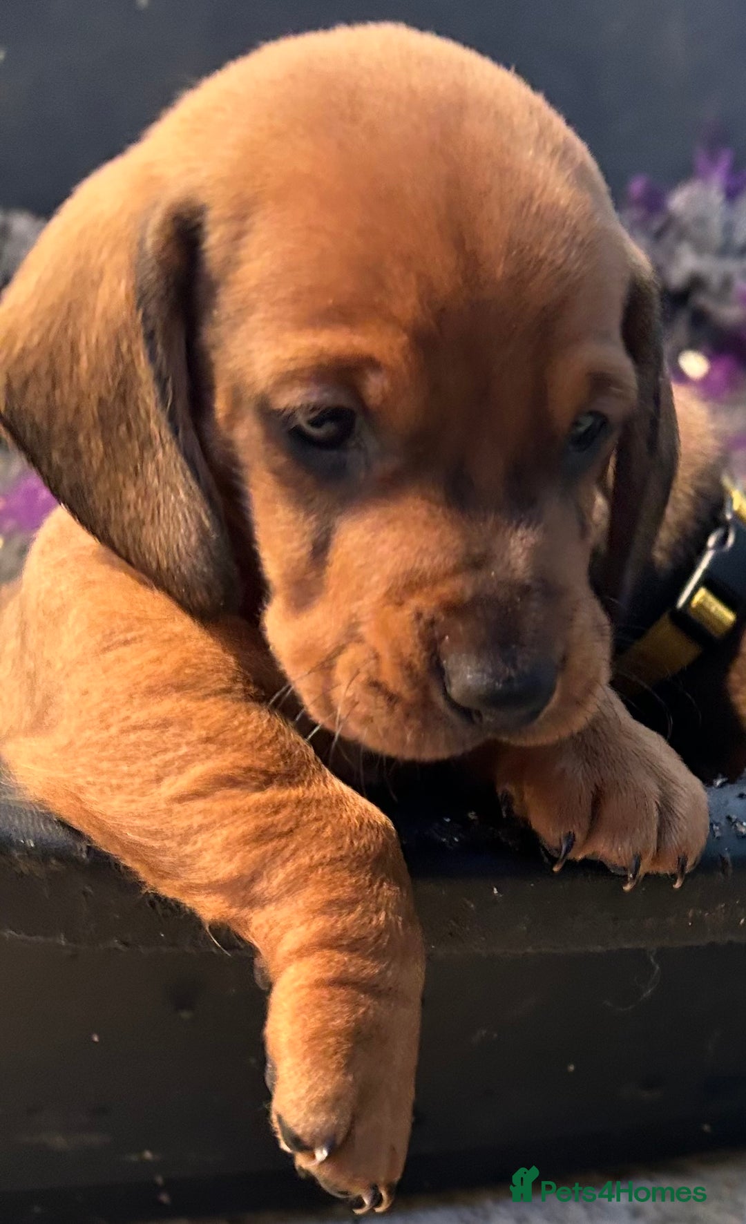 Dachshund dogs for stud: QUALITY KC REG STANDARD SMOOTH DACHSHUND  in Lancaster - Image 9
