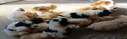 Cockapoo dogs for sale: Cockapoos in Stourport-on-Severn - Advert 12