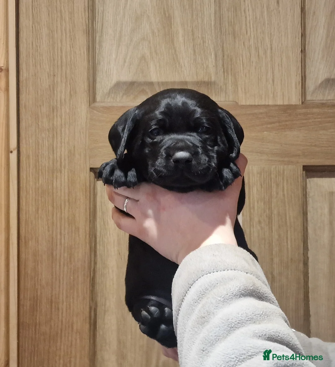 Labrador Retriever dogs for sale: Stunning KC Labrador Pups, Health tested parents  - Advert 13