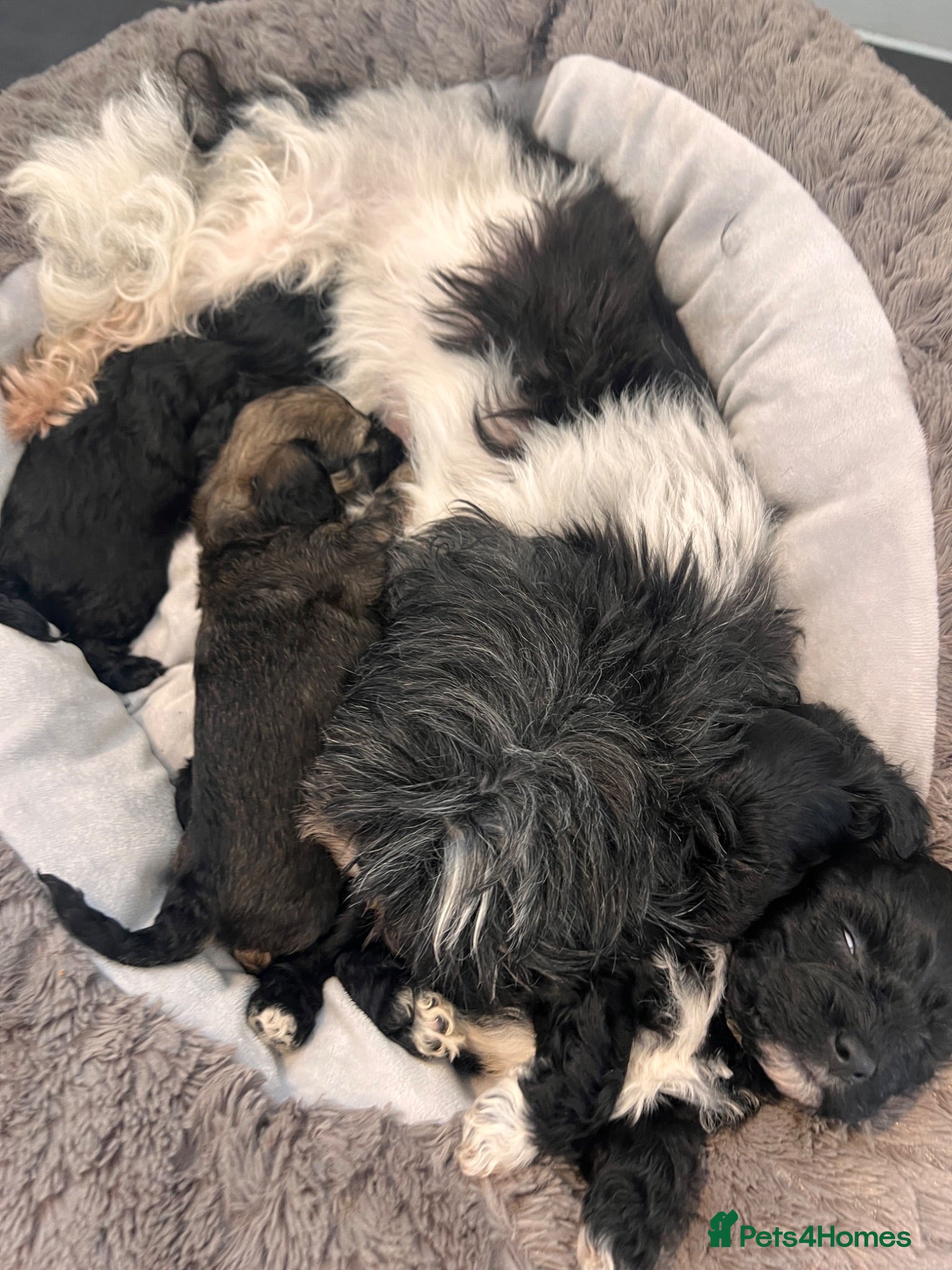 Shihpoo dogs 5 beautiful shihpoo puppies  - Advert 5