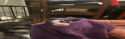 Maltipoo dogs for sale: Beautiful maltipoo puppies in Belper - Advert 2