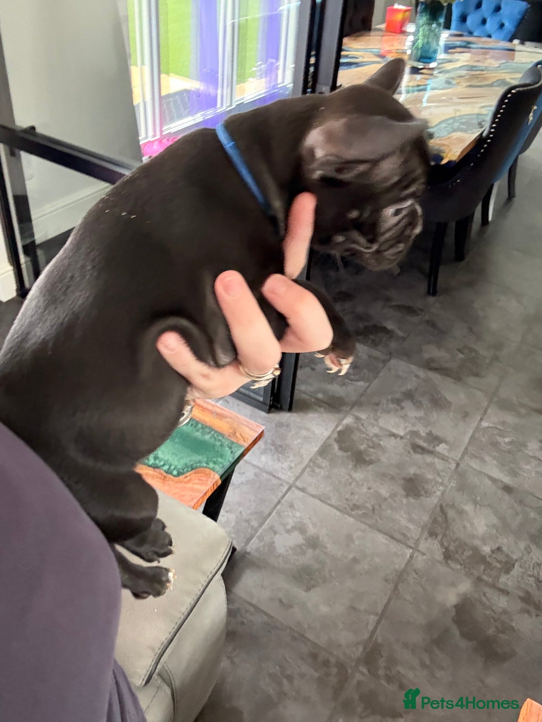 Mixed Breed dogs for sale: Frenchtons - Boston Terrier x Frenchie - Image 33
