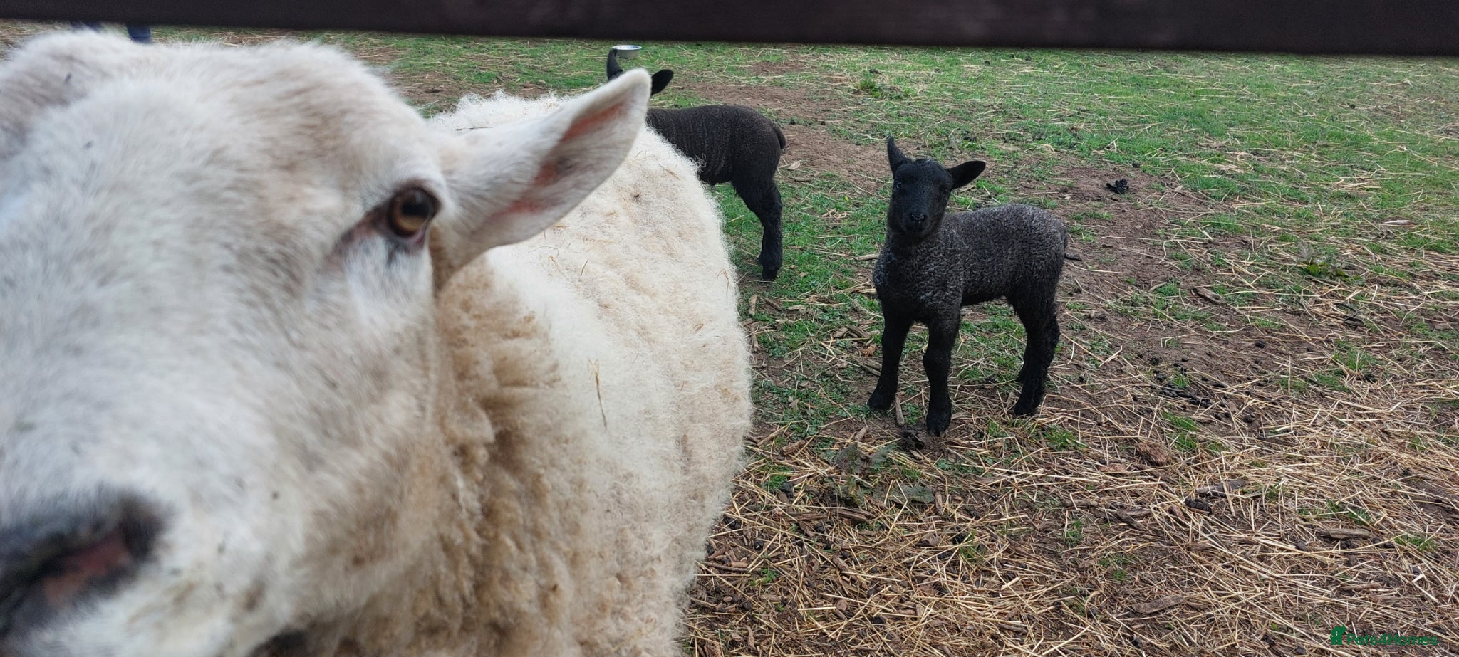 Sheep livestock Pet Texal Cross Ewe & Lambs - Advert 1