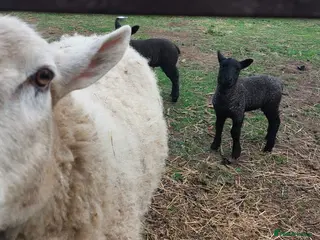 Sheep livestock Pet Texal Cross Ewe & Lambs - Advert 1