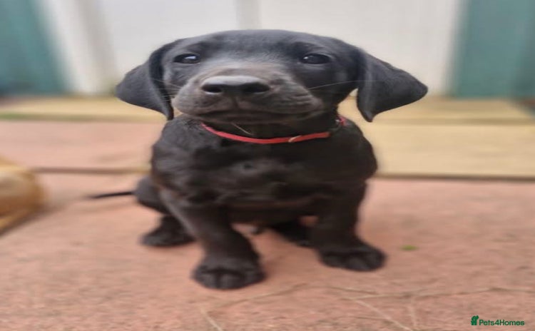 Labrador Retriever dogs - Advert 10