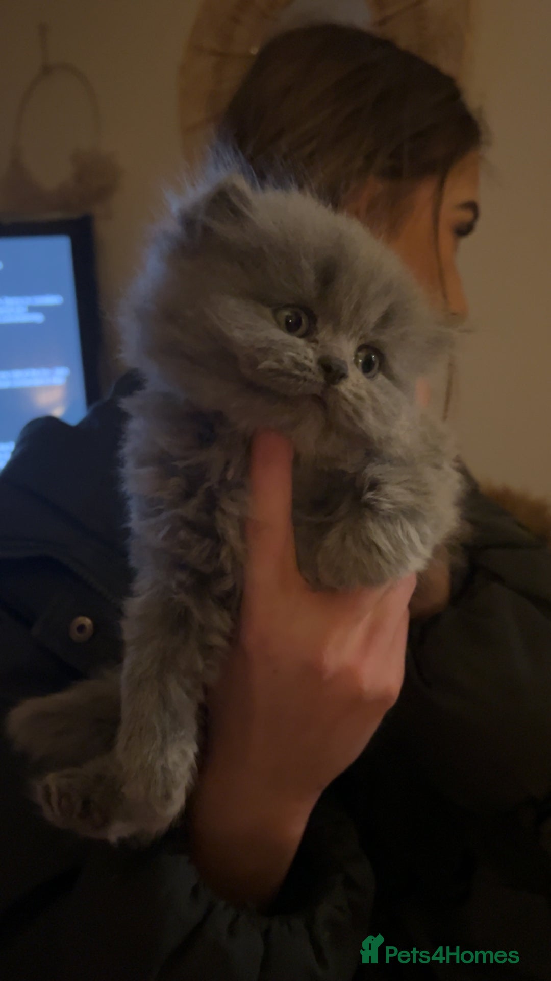 Persian cats for sale: 3 Persian kittens  - Advert 4