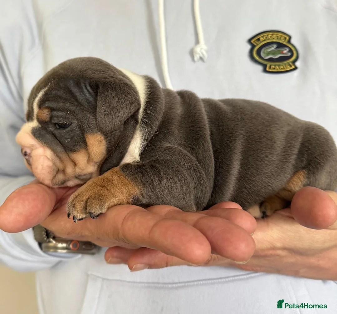 English Bulldog dogs for stud: Proven English Bulldog Stud - Blue Tri Merle in Romford - Advert 22