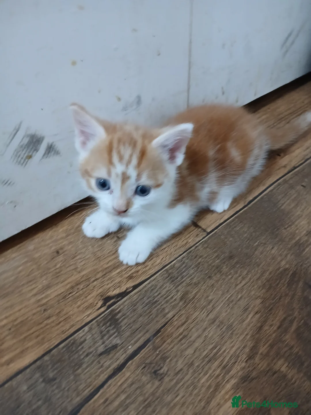 Mixed Breed cats for sale: Beautiful kittens - Advert 2