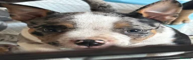 American Bully 1