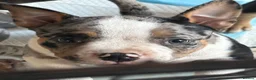 American Bully dogs for sale: Ready Now American pocket bullys  - Advert 3