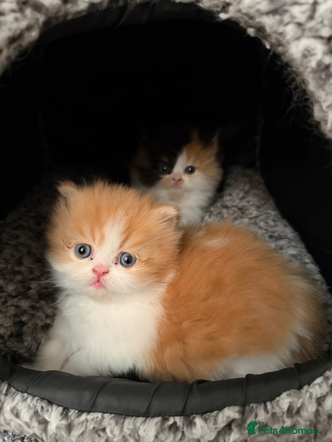 Mixed Breed cats for sale: I have 2 beautiful kittens persian chinchilla. - Advert 1