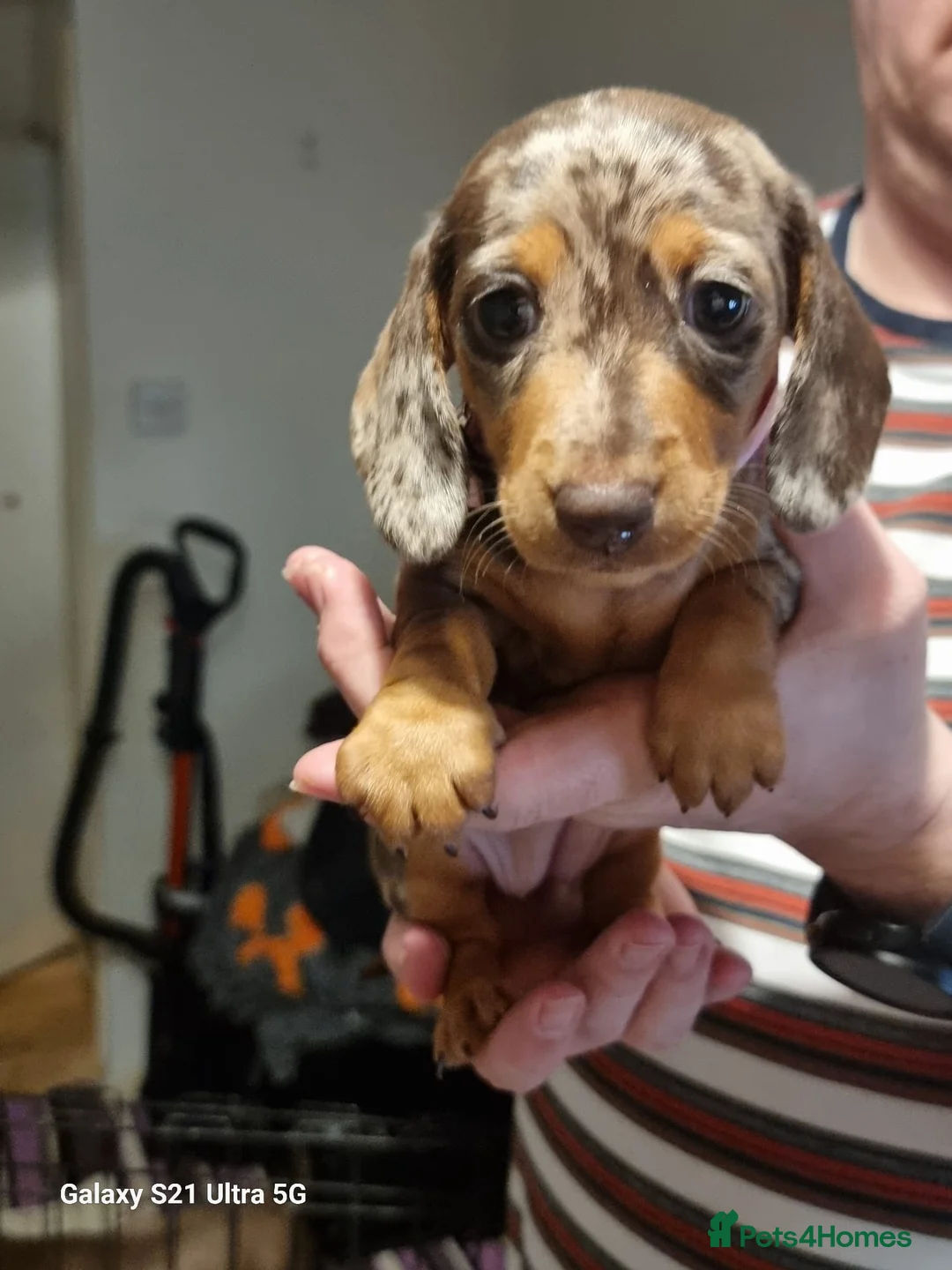 Miniature Dachshund dogs for sale: Miniature dachshund  - Advert 10