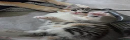 Mixed Breed cats for sale: Kittens for sale - Advert 2