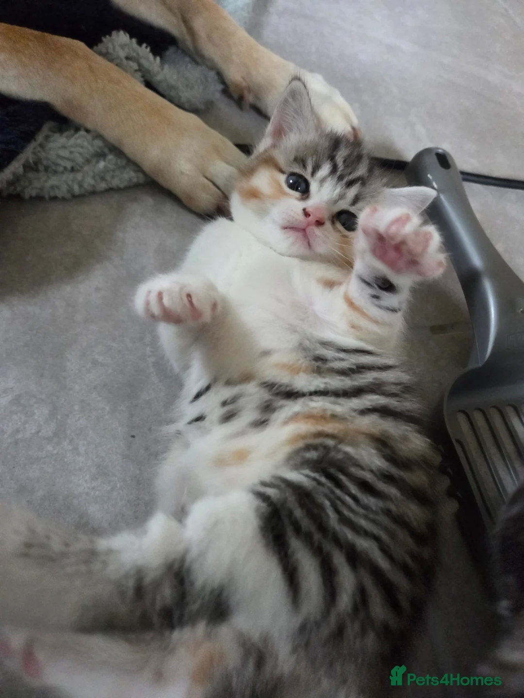 Mixed Breed cats for sale: Kittens for sale - Advert 2