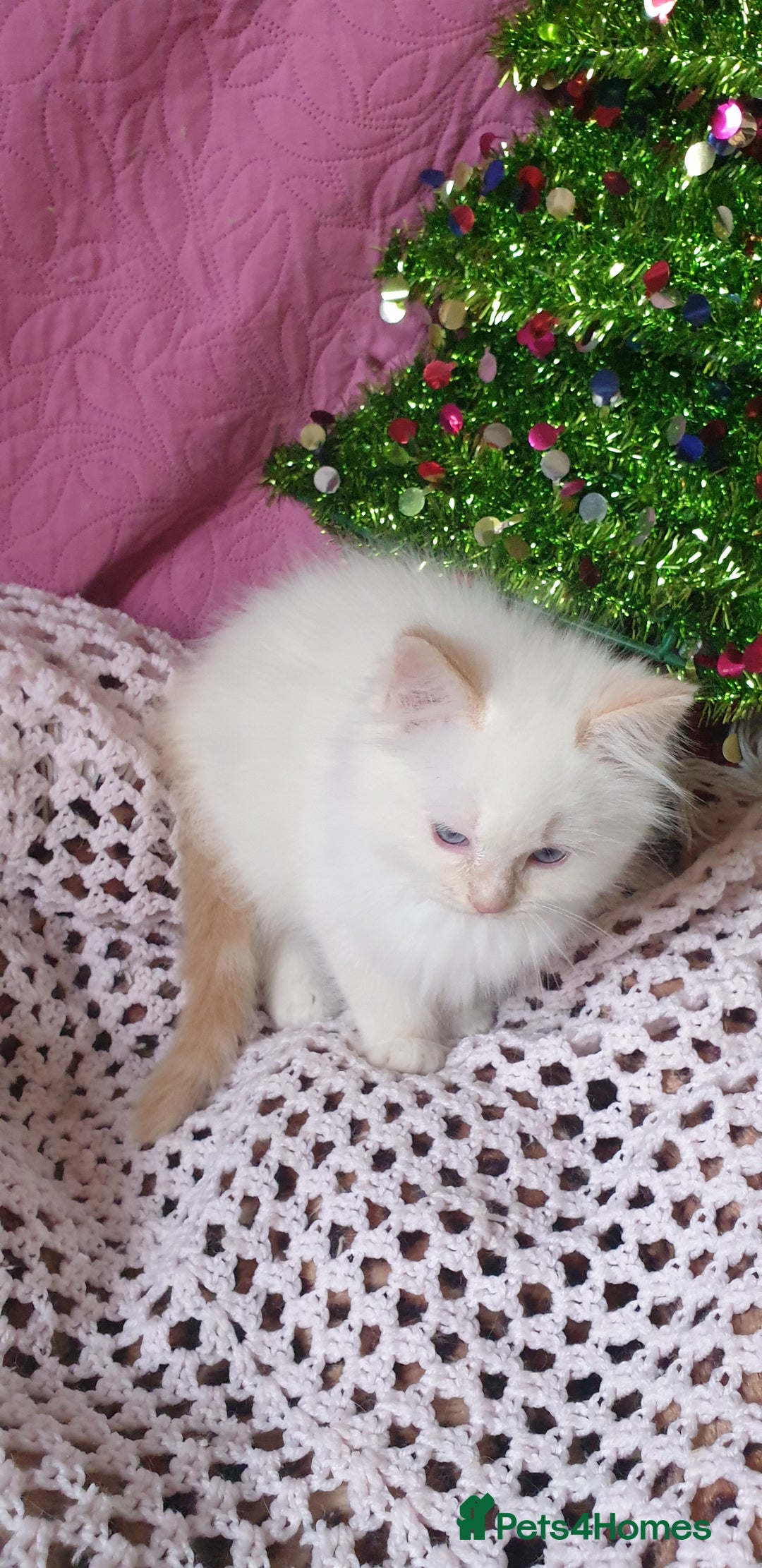 Ragdoll cats for sale: 💗Stunning GCCF registered Ragdoll Kittens. - Advert 13