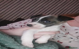Jack Russell dogs for sale: Male puppy  - Image 2