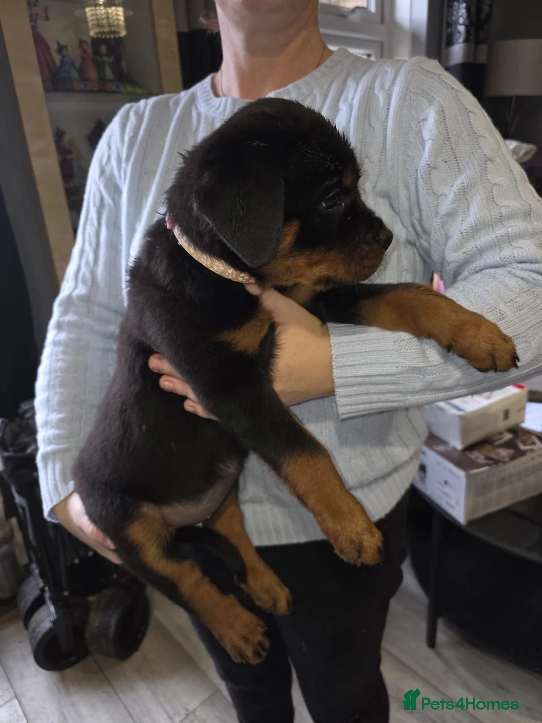 Rottweiler dogs for sale: Purebred Rottweiler Puppies ready to leave  - Advert 15