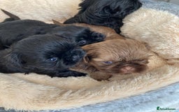 Shih Tzu dogs for sale: Imperial shih Tuz - Advert 3