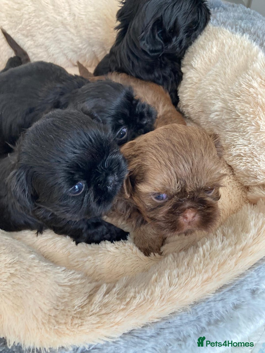 Shih Tzu dogs for sale: Imperial shih Tuz - Advert 3