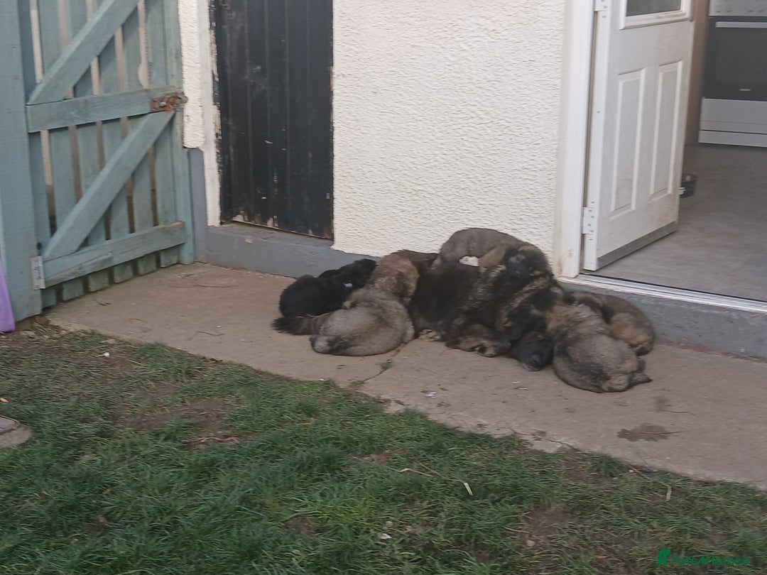 Caucasian Shepherd Dog dogs for sale: Caucasian shepherd puppies for sale  - Advert 3
