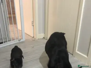 French Bulldog dogs 2x French bulldogs pups MALE - Advert 1