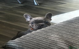 French Bulldog dogs for sale: Blue coat French bulldog pup ONE LEFT  - Image 16