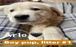 Golden Retriever dogs for sale: KC-Reg Golden Puppies @ Sunaraelia - Due 23/10/25 - Image 22