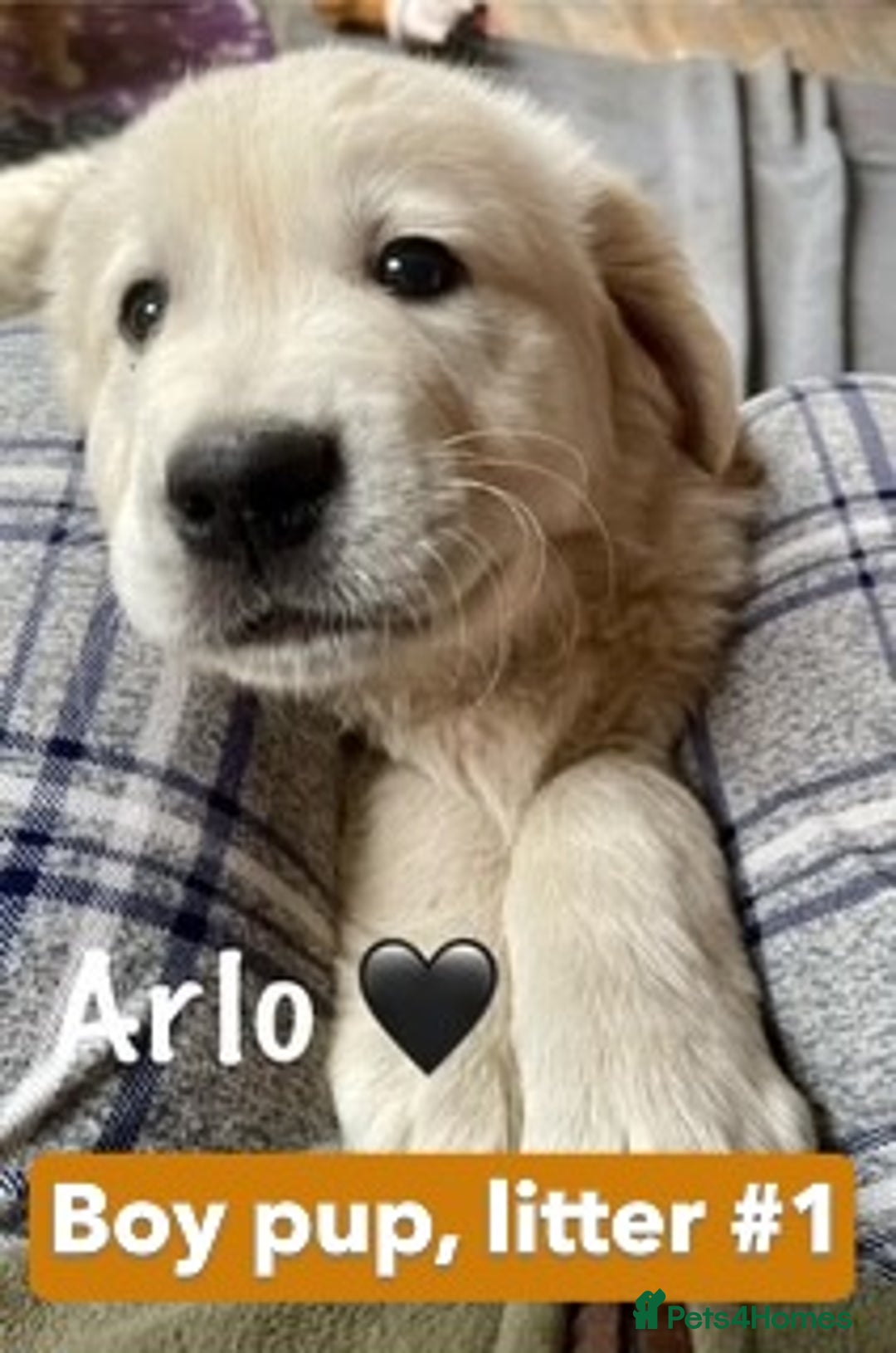 Golden Retriever dogs for sale: KC-Reg Golden Puppies @ Sunaraelia - Due 23/10/25 - Image 22