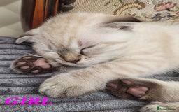 Scottish Fold cats for sale: Scottish fold kittens  - Image 17