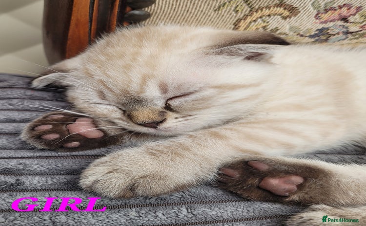 Scottish Fold cats - Advert 1