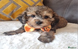 Shihpoo dogs for sale: Adorable little Shihpoo's, sold fully vaccinated - Image 7