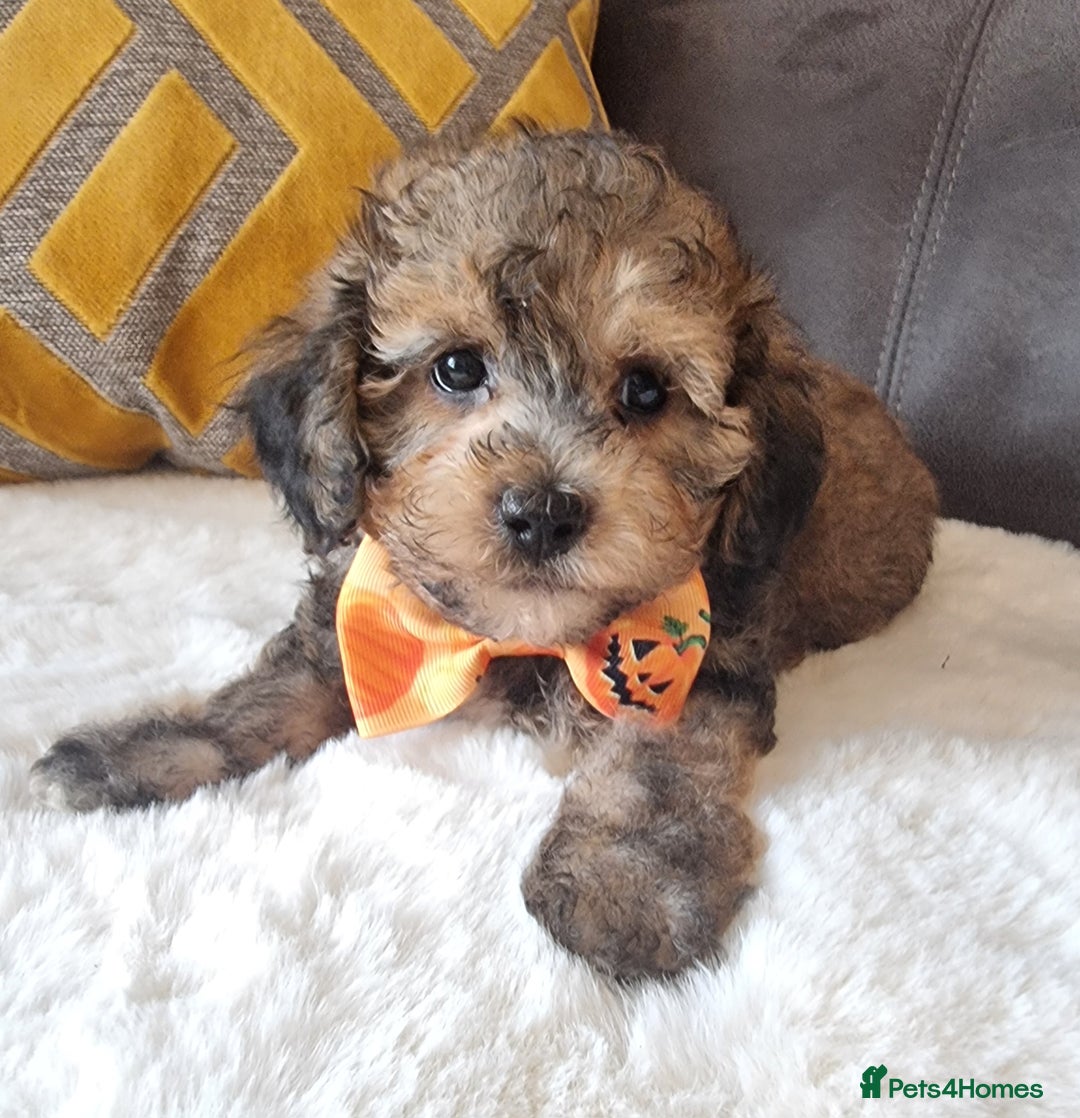 Shihpoo dogs for sale: Adorable little Shihpoo's, sold fully vaccinated - Image 7